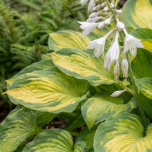Load image into Gallery viewer, OpenPlantData Hosta Brother Stefan
