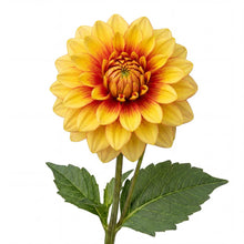 Load image into Gallery viewer, OpenPlantData Dahlia Dazzling Sun
