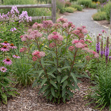 Load image into Gallery viewer, OpenPlantData Asclepias Incarnata Soulmate
