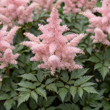 Load image into Gallery viewer, OpenPlantData Astilbe Hennie Graafland
