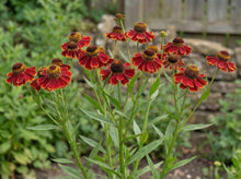 Load image into Gallery viewer, OpenPlantData Helenium Autumnale Bandera
