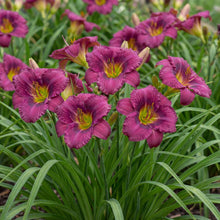 Load image into Gallery viewer, OpenPlantData Hemerocallis Purple Doro
