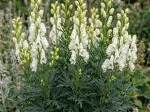 Load image into Gallery viewer, OpenPlantData Aconitum napellus subsp. vulgare Albidum
