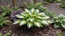 Load image into Gallery viewer, OpenPlantData Hosta Color Festival
