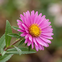 Load image into Gallery viewer, OpenPlantData Aster Jenny
