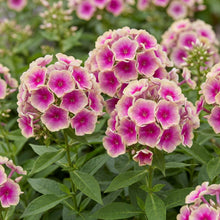 Load image into Gallery viewer, OpenPlantData Phlox Orchid Yellow

