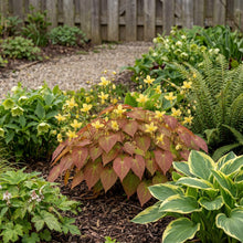 Load image into Gallery viewer, OpenPlantData Epimedium perralchicum Frohnleiten
