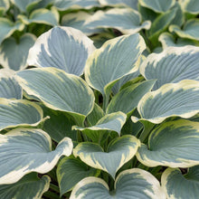 Load image into Gallery viewer, OpenPlantData Hosta Blue Ivory
