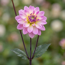 Load image into Gallery viewer, OpenPlantData Dahlia Pacific Jewel
