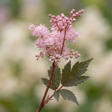 Load image into Gallery viewer, OpenPlantData Filipendula Wbprest
