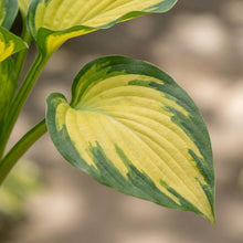 Load image into Gallery viewer, OpenPlantData Hosta Forbidden Fruit
