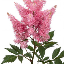 Load image into Gallery viewer, OpenPlantData Astilbe Younique Pink
