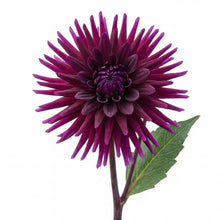 Load image into Gallery viewer, OpenPlantData Dahlia Purple Gem
