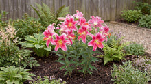 Load image into Gallery viewer, OpenPlantData Lilium Star Gazer
