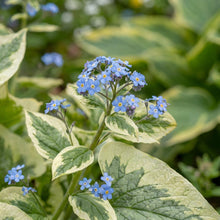 Load image into Gallery viewer, OpenPlantData Brunnera Hadspen Cream
