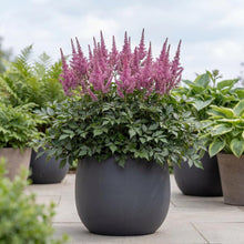 Load image into Gallery viewer, OpenPlantData Astilbe chinensis var. pumila
