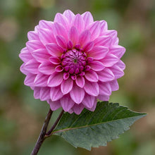 Load image into Gallery viewer, OpenPlantData Dahlia Blue Bell

