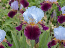 Load image into Gallery viewer, OpenPlantData Iris Peacock Black Joker
