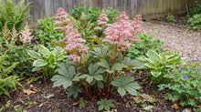 Load image into Gallery viewer, OpenPlantData Rodgersia pinnata Superba
