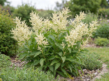 Load image into Gallery viewer, OpenPlantData Koenigia alpina
