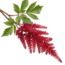 Load image into Gallery viewer, OpenPlantData Astilbe Chinensis Elmo
