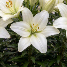 Load image into Gallery viewer, OpenPlantData Lilium Gwenn
