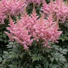 Load image into Gallery viewer, OpenPlantData Astilbe Washington In Pink
