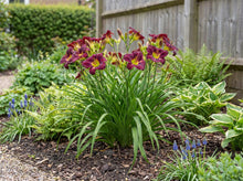 Load image into Gallery viewer, OpenPlantData Hemerocallis Purple Doro
