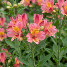 Load image into Gallery viewer, OpenPlantData Alstroemeria Tiercé

