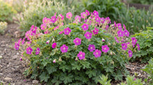 Load image into Gallery viewer, OpenPlantData Geranium Max Frei

