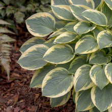 Load image into Gallery viewer, OpenPlantData Hosta Mighty Mouse

