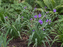 Load image into Gallery viewer, OpenPlantData Tradescantia Andersoniana Group Concord Grape
