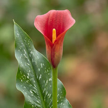 Load image into Gallery viewer, OpenPlantData Calla Bloody Mary
