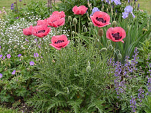 Load image into Gallery viewer, OpenPlantData Papaver Oriental Group Raspberry Queen
