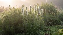 Load image into Gallery viewer, OpenPlantData Liatris Spicata Alba
