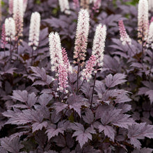 Load image into Gallery viewer, OpenPlantData Actaea Chocoholic
