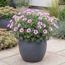 Load image into Gallery viewer, OpenPlantData Geranium cinereum Ballerina
