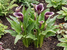 Load image into Gallery viewer, OpenPlantData Calla Dubai Nights
