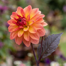 Load image into Gallery viewer, OpenPlantData Dahlia Camelot
