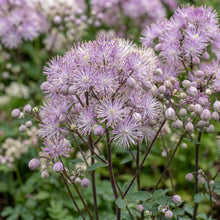 Load image into Gallery viewer, OpenPlantData Thalictrum aquilegiifolium
