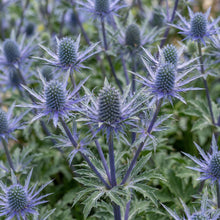 Load image into Gallery viewer, OpenPlantData Eryngium Bourgatii
