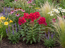 Load image into Gallery viewer, OpenPlantData Phlox paniculata Grenadine Dream

