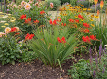 Load image into Gallery viewer, OpenPlantData Crocosmia crocosmiiflora Red King
