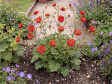 Load image into Gallery viewer, OpenPlantData Geum Stocrgeu
