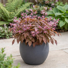 Load image into Gallery viewer, OpenPlantData Epimedium Pretty in Pink
