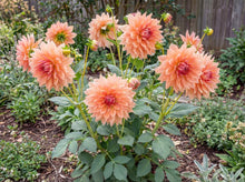 Load image into Gallery viewer, OpenPlantData Dahlia Fairway Spur
