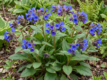 Load image into Gallery viewer, OpenPlantData Pulmonaria Blue Ensign
