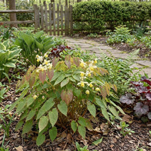 Load image into Gallery viewer, OpenPlantData Epimedium versicolor Sulphureum
