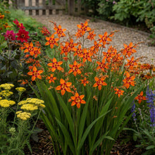 Load image into Gallery viewer, OpenPlantData Crocosmia Emily McKenzie
