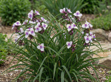 Load image into Gallery viewer, OpenPlantData Tradescantia Andersoniana Group Bilberry Ice

